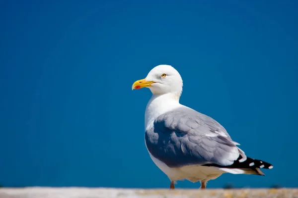 Vista Panorâmica Belas Aves Gaivotas Natureza — Fotografia de Stock