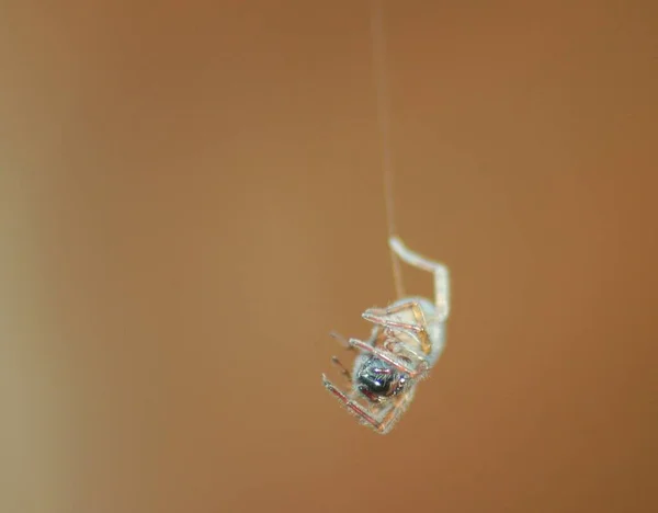 Silk Thread — Stock Photo, Image