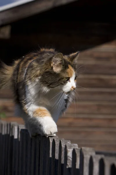 Als Huisdier Gehouden Kat Gezelschapsdier — Stockfoto