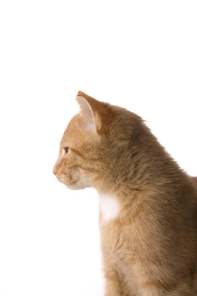 Detail Dari Kucing Kecil — Stok Foto