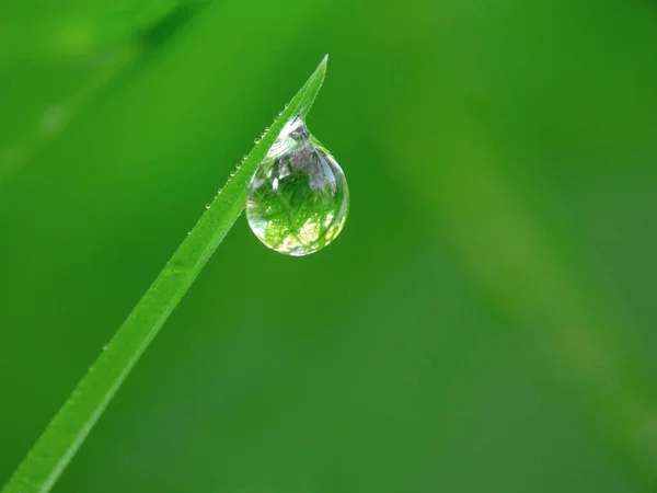 Grama Com Gotas Orvalho Gota Chuva — Fotografia de Stock