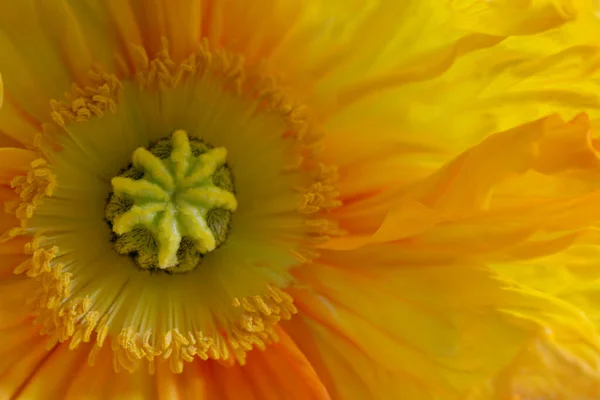 Flora Campo Brillo Amapola Concepto Botánica — Foto de Stock