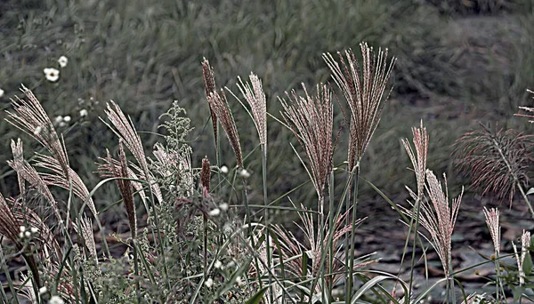 Kore Deki Koruma Barajı — Stok fotoğraf