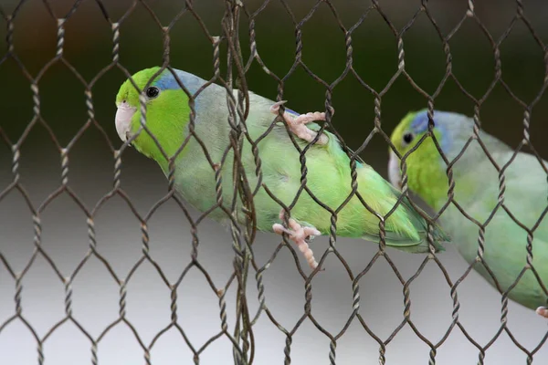 Blauhalspapagei — Stockfoto