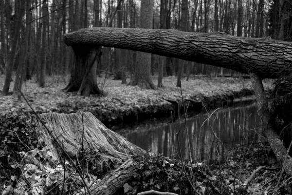 Schöne Aussicht Auf Die Natur — Stockfoto