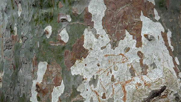 Casca Árvore Natureza Madeira Texturizada — Fotografia de Stock