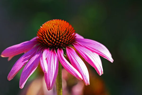 Közel Egy Rózsaszín Virág — Stock Fotó