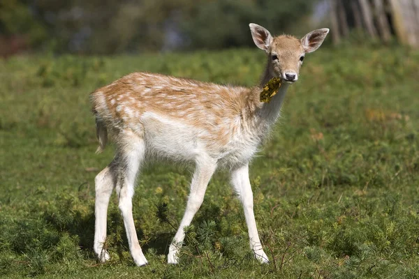 Geyik Vahşi Hayvan Fauna — Stok fotoğraf