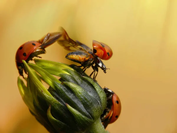 Animal Que Está Acontecendo — Fotografia de Stock