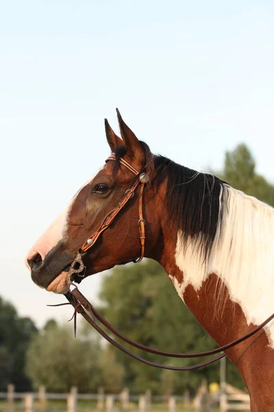 Carino Cavallo Natura Selvaggia — Foto Stock