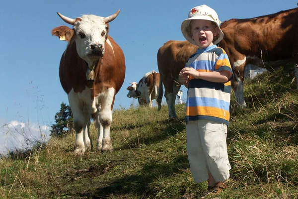 Vista Panorámica Vacas Domésticas Lindas — Foto de Stock