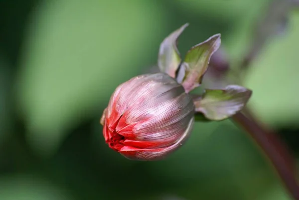 Fleur Été Botanique Flore — Photo