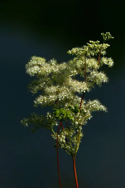 Belle Photo Botanique Fond Écran Naturel — Photo