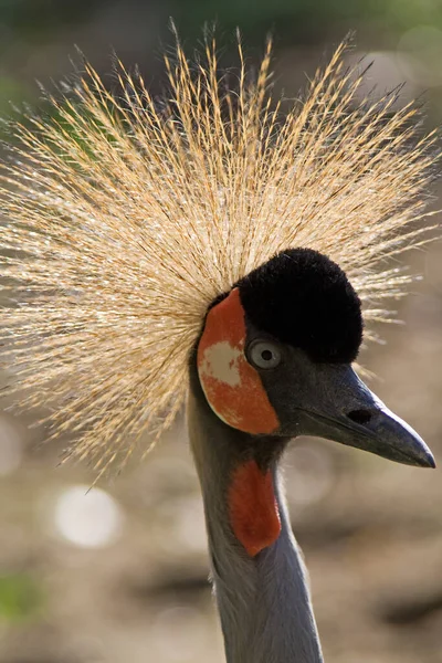 Vista Panorámica Hermoso Pájaro Grúa Corona — Foto de Stock