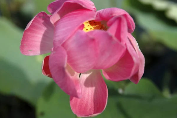 Lotosový Květ Nelumbo Nucifera — Stock fotografie