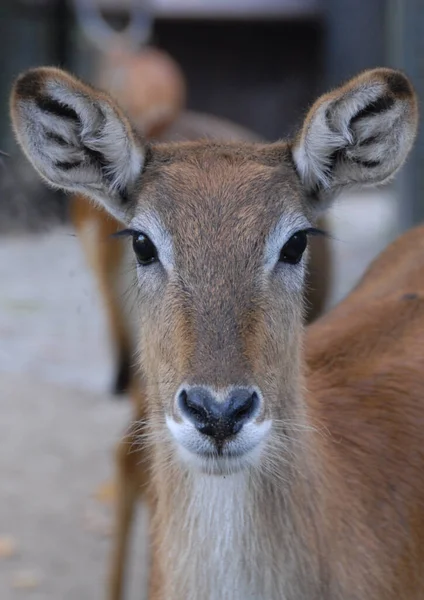 Deer Animal Nature Fauna — Stock Photo, Image