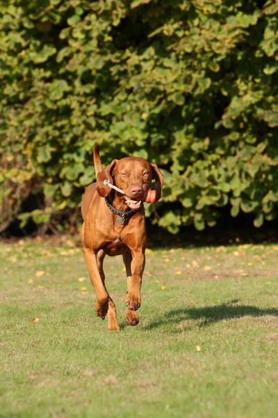 Razza Cane Nel Parco — Foto Stock