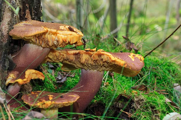 버섯이자라고 식물학 — 스톡 사진