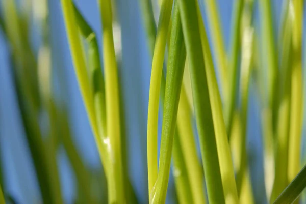 Detailní Záběr Potravy Selektivní Zaměření — Stock fotografie