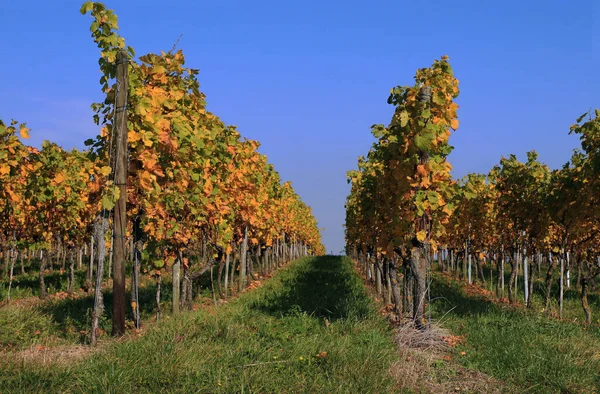 Plantación Viñedos Agricultura —  Fotos de Stock