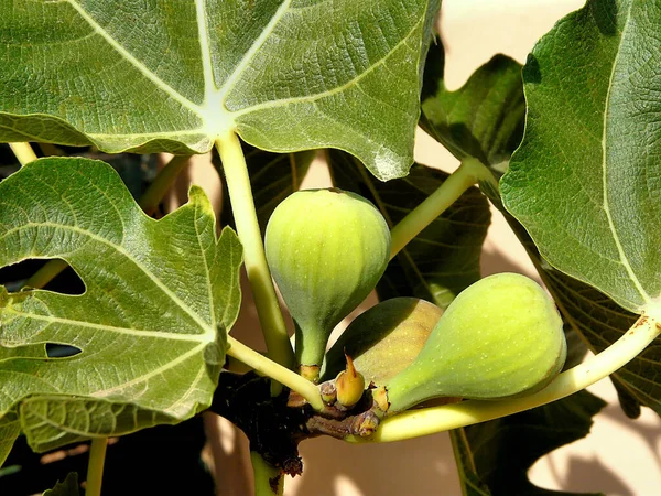 Figos Árvores Árvore Frutos Com Galhos Folhas — Fotografia de Stock