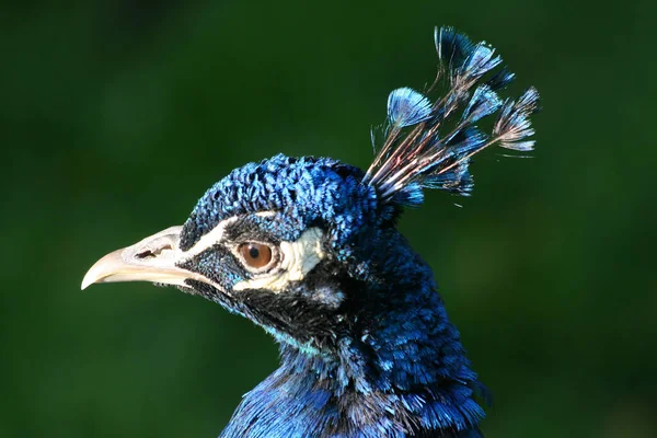 Pauw Vogel Pauw Veren — Stockfoto