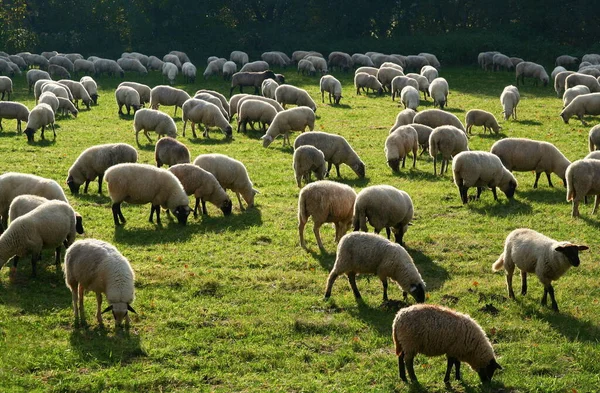 Flock Ovelhas Pasto Outono — Fotografia de Stock