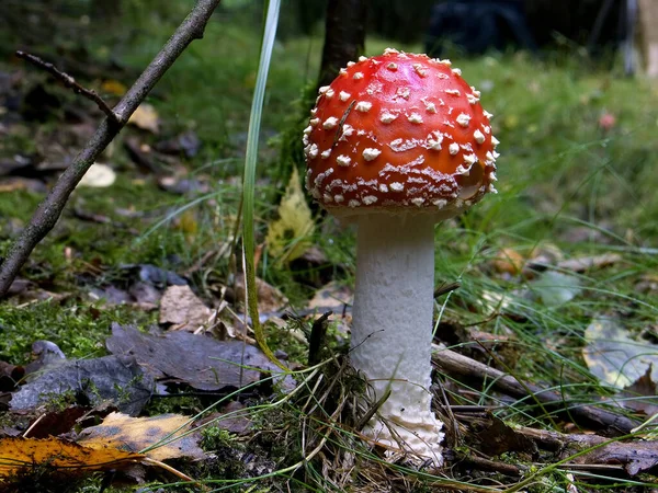 Κόκκινο Toadstool Ανήκει Στην Ομάδα Των Δηλητηριωδών Μυκήτων — Φωτογραφία Αρχείου