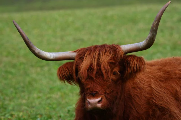 Highland Sığırları Vahşi Yaşam — Stok fotoğraf