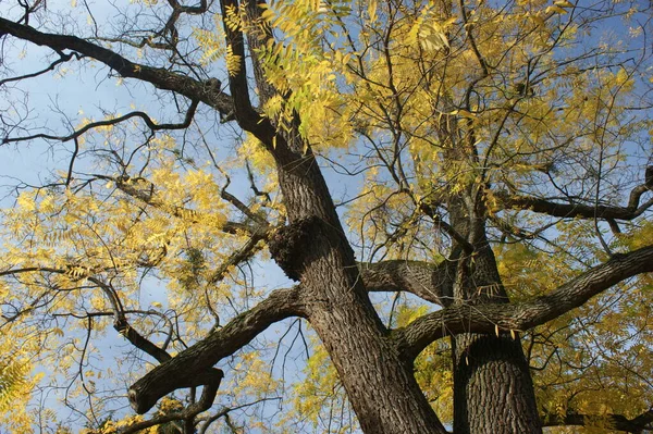 色とりどりの紅葉が美しい — ストック写真