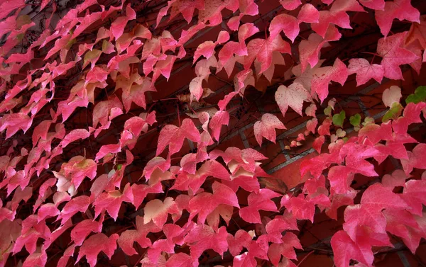 Flora Natural Folhagem Botânica — Fotografia de Stock