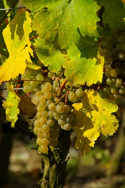 Trauben Wachsen Auf Dem Weinberg — Stockfoto