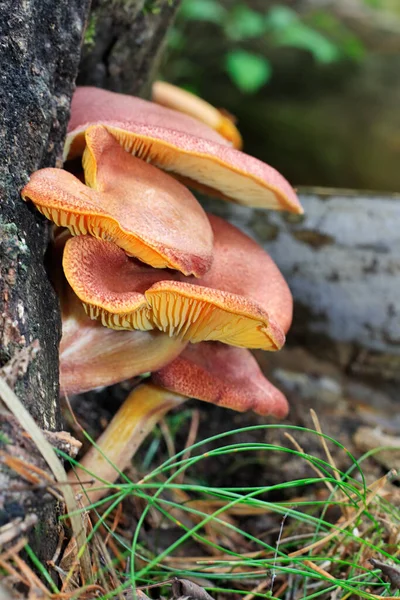 Champignons Croissance Nature Botanique Flore — Photo