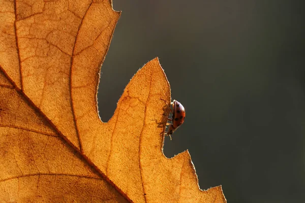 Ladybug Oak Leaf — Stock Photo, Image