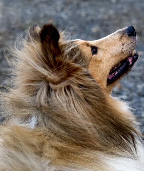 Porträt Eines Süßen Hundes — Stockfoto