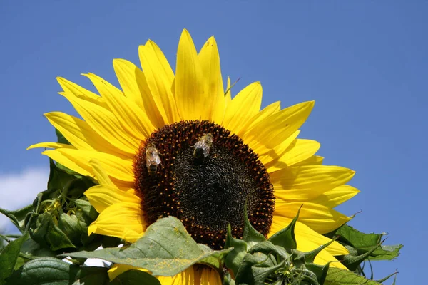 Sunflower Petals Yellow Flora — Stock Photo, Image