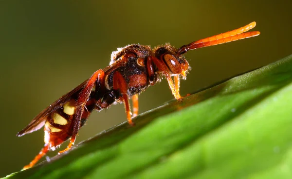 大型射击中黄蜂昆虫的特写视图 — 图库照片