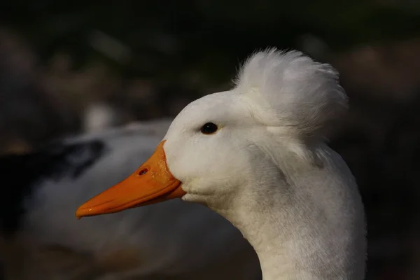 Malebný Pohled Krásného Ptáka Přírodě — Stock fotografie