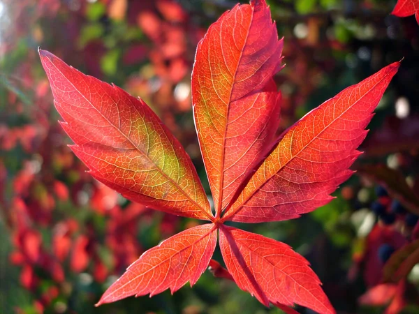 Schöne Bunte Herbstblätter — Stockfoto