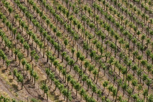 Plantación Viñedos Agricultura —  Fotos de Stock