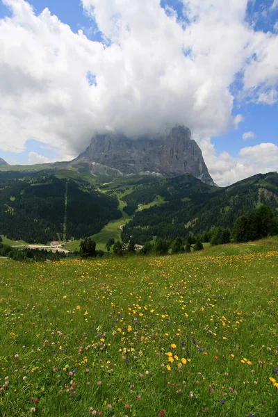 Kwiaty Alpach — Zdjęcie stockowe