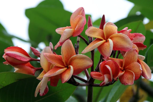 Frangipani Pétalas Flores Plumeria — Fotografia de Stock