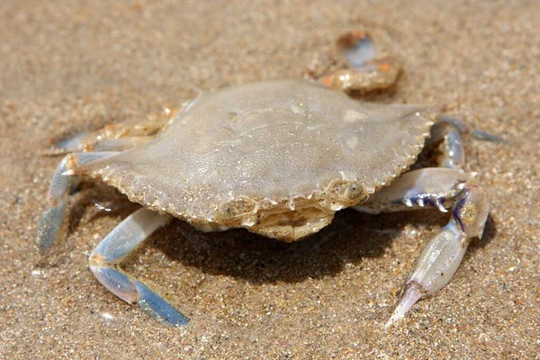 Fondo Pantalla Tema Marino Disparo Luz Del Día — Foto de Stock