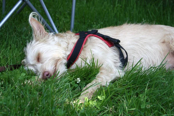 Porträt Eines Süßen Hundes — Stockfoto