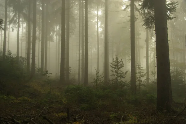 雾中的森林 雾中的森林11 — 图库照片