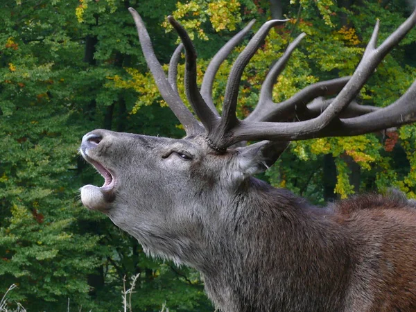 鹿の動物 自然と動物 — ストック写真