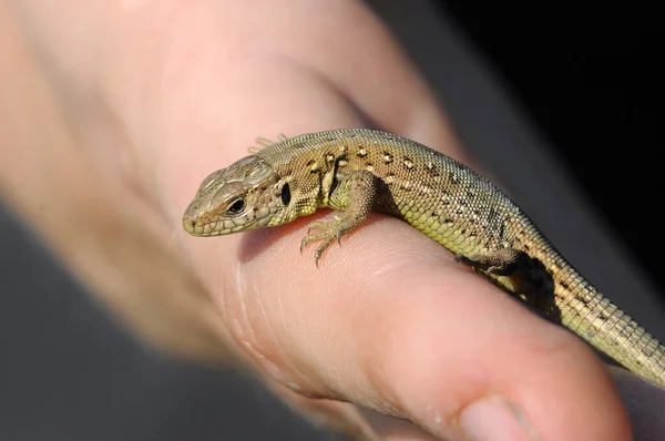 Perto Lagarto Habitat Conceito Selvageria — Fotografia de Stock