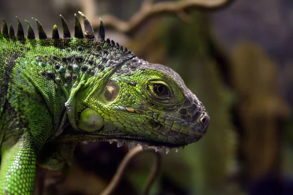 Dzikie Zwierzę Gadów Iguana — Zdjęcie stockowe