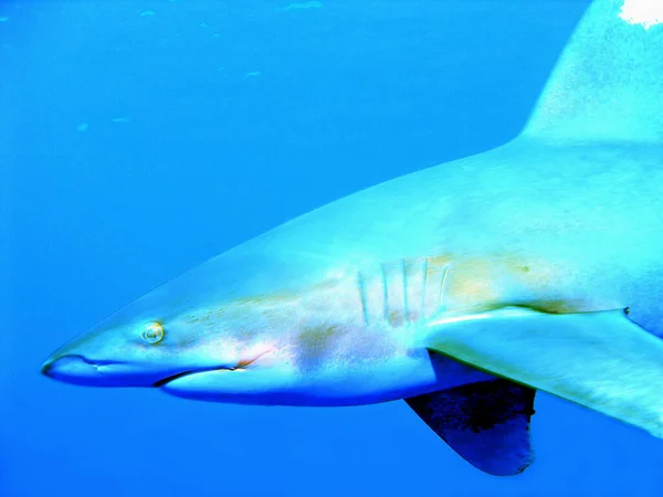 Requin Blanc Eau Profonde Peut Être Capturé Egypte Dans Mer — Photo