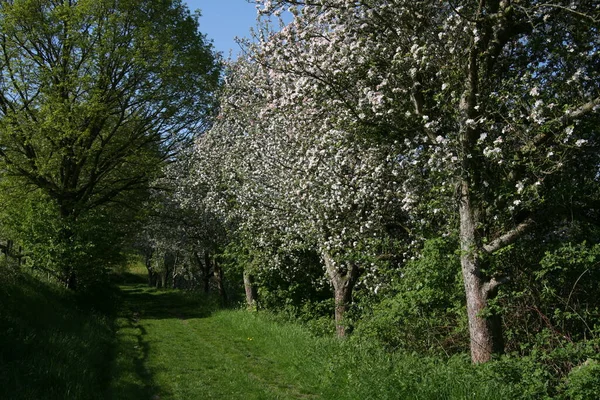 Tree Blossom Spring Time — Stock Photo, Image